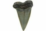 Fossil Broad-Toothed Mako Shark Tooth - North Carolina #235179-1
